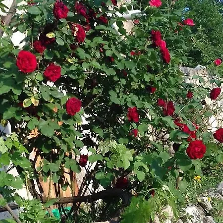 Holiday Loznati Дом отдыха *