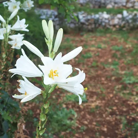 Loznati بيت للعطل