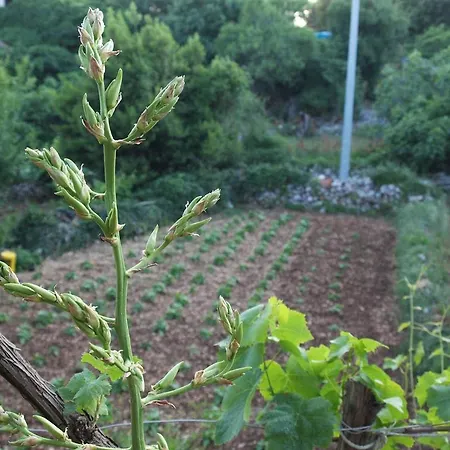 펜션 Loznati 크레스